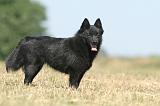 SCHIPPERKE 135